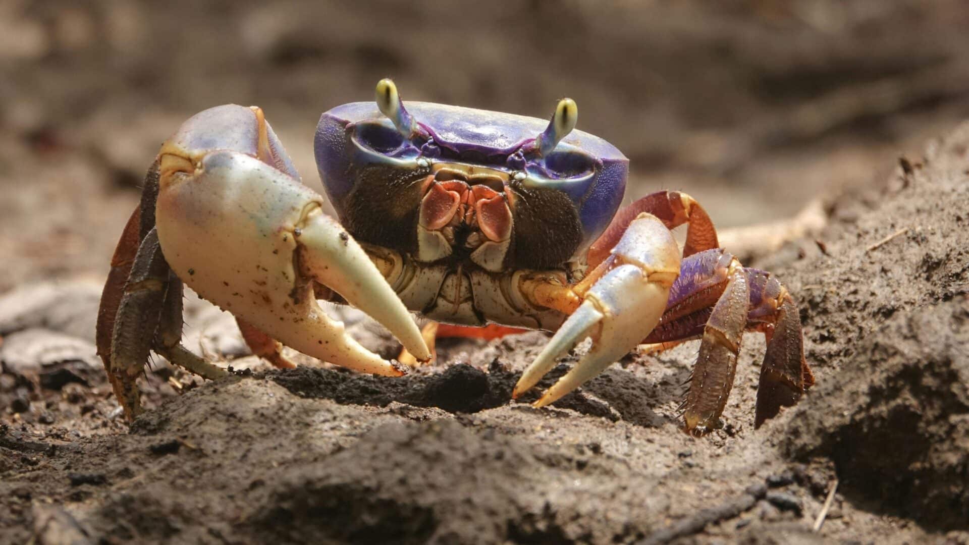 blue crab from maryland seafood